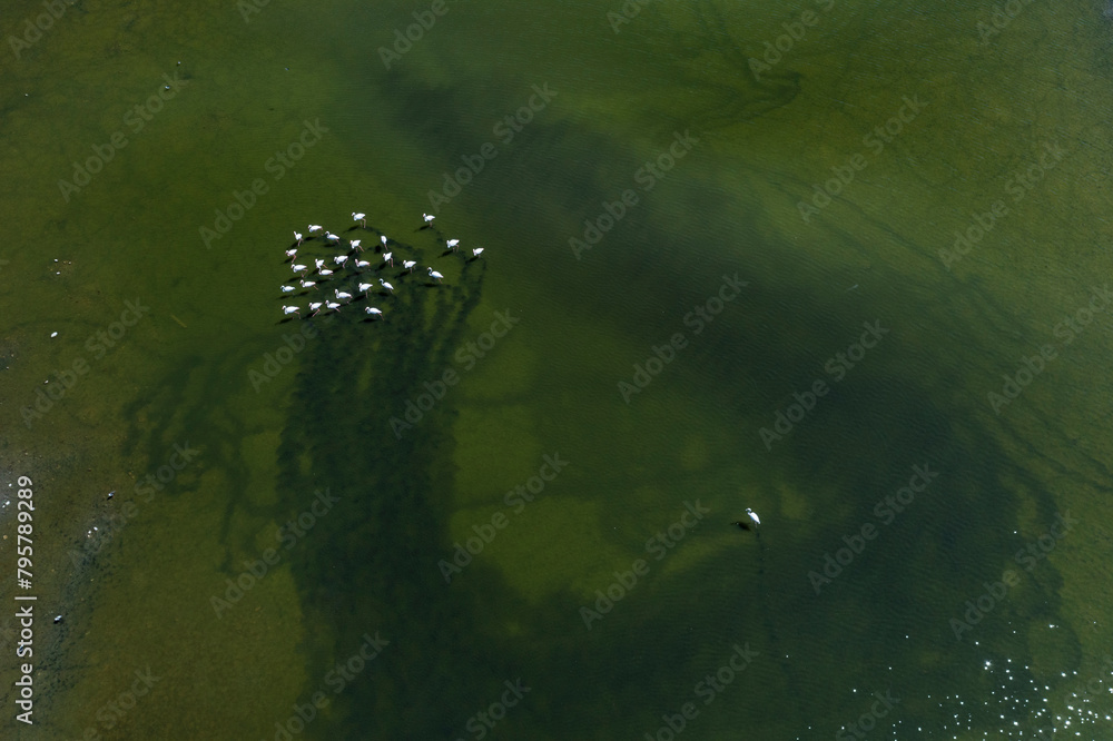 Flock of Flamingos in Toledo's Salt Lakes Flock of Flamingos in Toledo's Salt Lakes