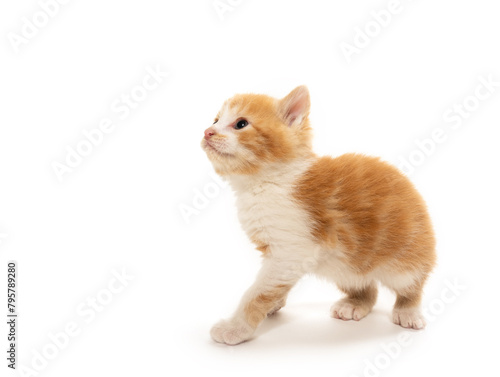 Fototapeta Naklejka Na Ścianę i Meble -  Cute yellow and white kitten