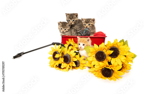 Cute kittens in a red wagon with sunflowers