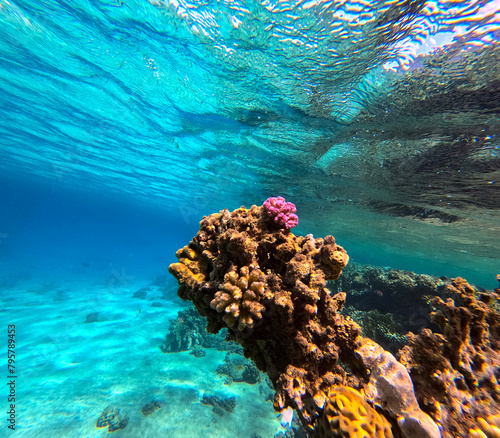 Underwater view of coral reef in the Red sea, Egypt.