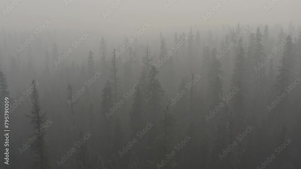 A forest with trees in the foreground and background. The trees are tall and the sky is covered in smoke from a near by forest fire. A forest with trees in the foreground and background. The trees are tall and the sky is covered in smoke from a near by forest fire.