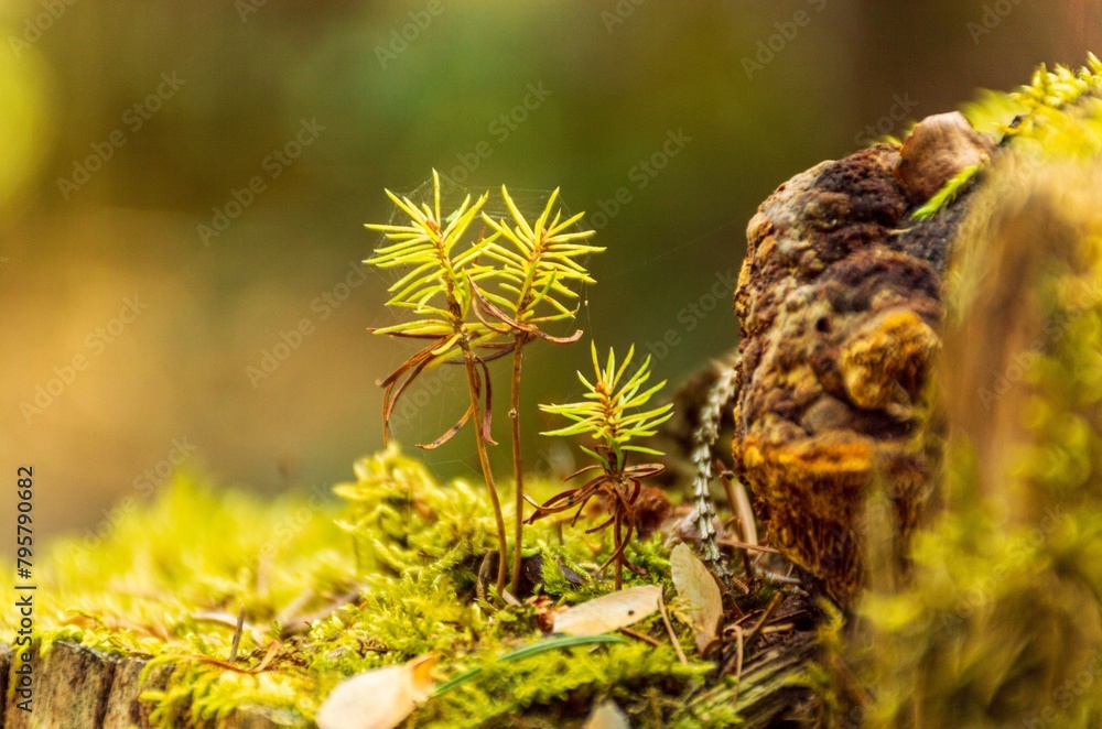 Fototapeta premium Kleine Bäume 