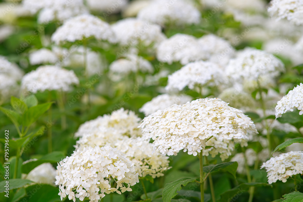 Bushes of Hydrangea arborescens flower in the garden, White hortensia in a park close up. Natural floral pattern background, landscape design. Bushes of Hydrangea arborescens flower in the garden, White hortensia in a park close up. Natural floral pattern background, landscape design.