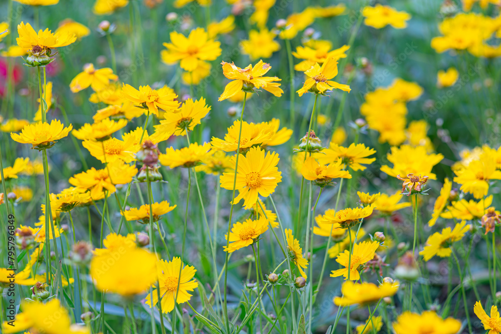 Obraz premium Field of yellow flower Coreopsis lanceolata, Lanceleaf Tickseed or Maiden's eye blooming in summer. Nature, plant, floral background. Garden, lawn of lance leaved Coreopsis in bloom