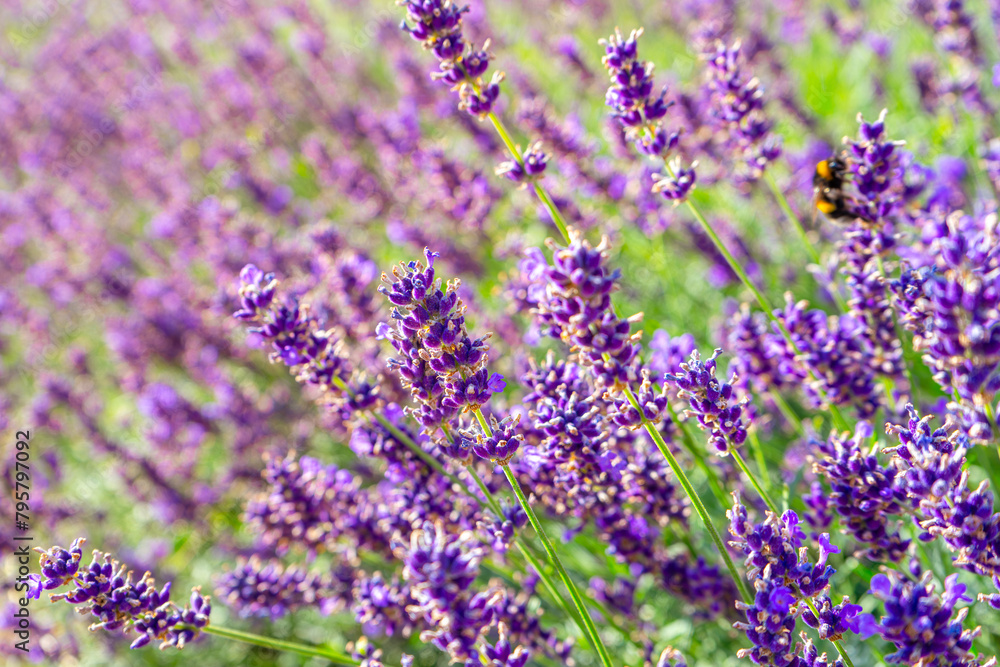 Naklejka premium Bushes of lavender in the garden, landscape design. Sunset over blooming lavender field. Selective focus on purple lavender flowers, nature, herb, aromatherapy.