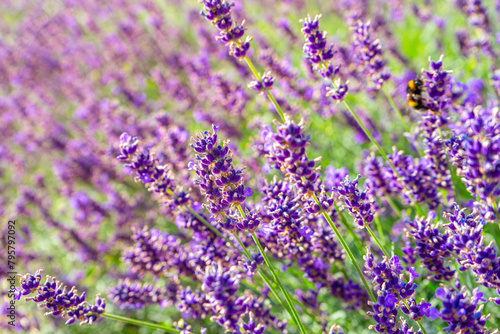 Bushes of lavender in the garden, landscape design. Sunset over blooming lavender field. Selective focus on purple lavender flowers, nature, herb, aromatherapy.