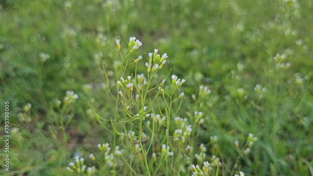 Shepherd's purse plant in the meadow. Capsella bursa-pastoris. Meadow or field. Lawn in the forest. Blooming field grasses. Flapping in the wind. White flowers Shepherd's purse plant in the meadow. Capsella bursa-pastoris. Meadow or field. Lawn in the forest. Blooming field grasses. Flapping in the wind. White flowers