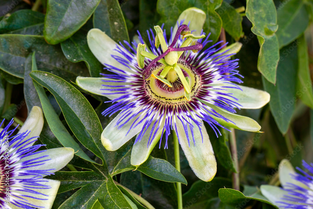 Close up passiflora. Passion Flower (Passiflora caerulea) leaf in tropical garden. Beautiful passion fruit flower or Passiflora (Passifloraceae).