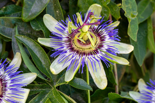 Obraz na płótnie Close up passiflora. Passion Flower (Passiflora caerulea) leaf in tropical garden. Beautiful passion fruit flower or Passiflora (Passifloraceae). w salonie