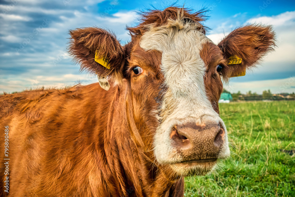 The Friendly Cow Next Door: A Portrait of the Amiable Bovine in Your Neighborhood The Friendly Cow Next Door: A Portrait of the Amiable Bovine in Your Neighborhood
