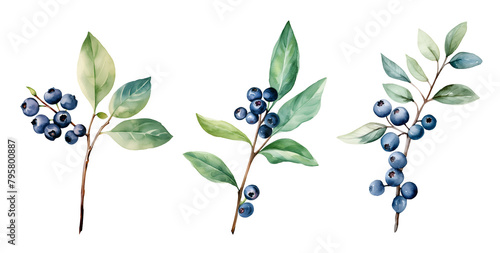 Branch leaf blueberry, watercolor clipart illustration with isolated background. photo