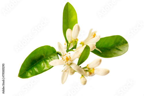 Lemon flower isolated on wh...