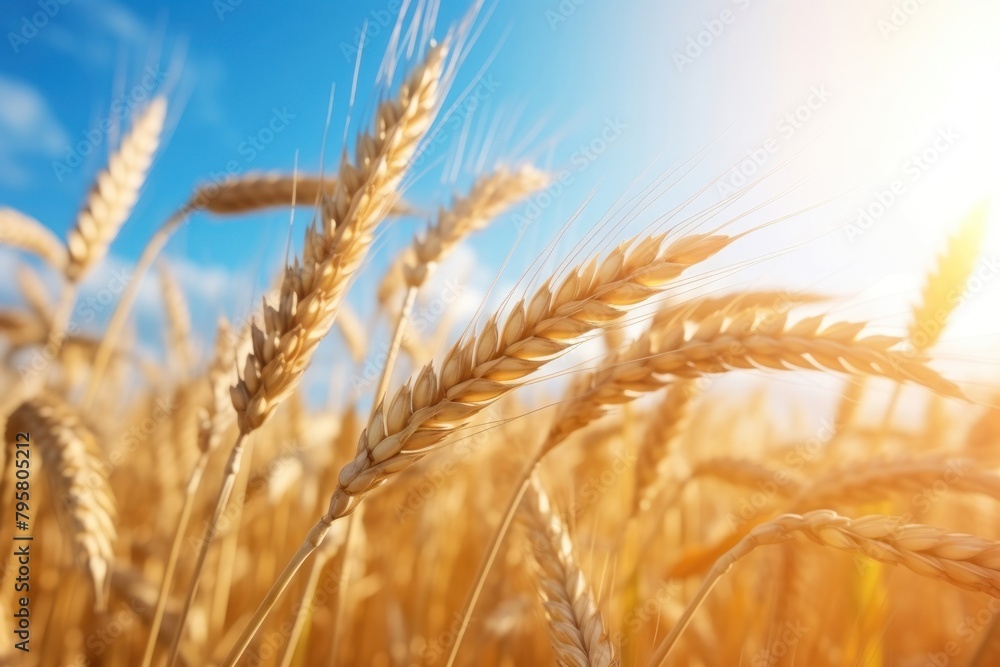 Wheat sky agriculture backgrounds Wheat sky agriculture backgrounds