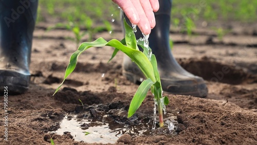 Farmer takes care of corn seedlings. Sprouted corn seeds, green leaves of fresh sprouts germs, farm worker employee hand watering plant, nourishing soil with water. Agricultural agrarian farm business