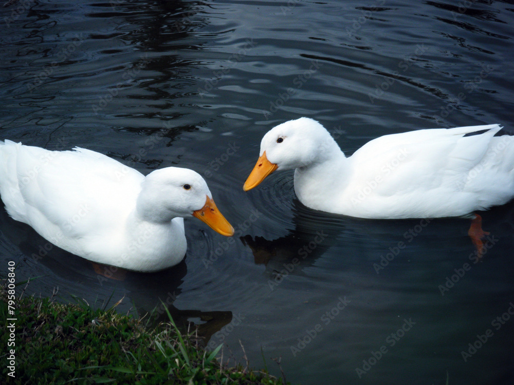 Ducks Ducks