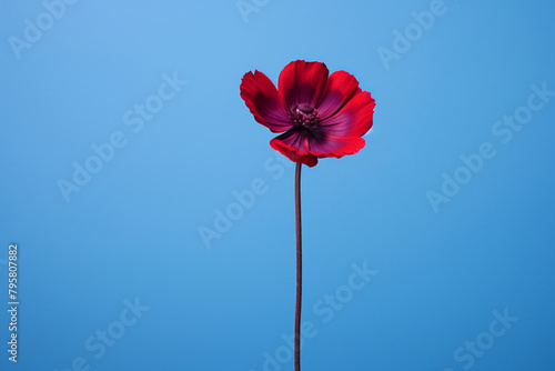 red poppies on blue sky
