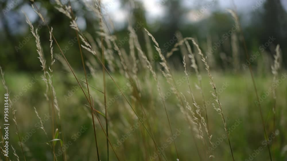 In the foreground, meadow grass sways in the wind in a city park outdoors on a sunny day In the foreground, meadow grass sways in the wind in a city park outdoors on a sunny day