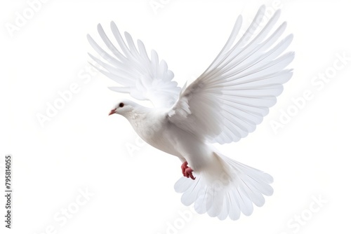 Flying white dove animal bird wildlife. © Rawpixel.com