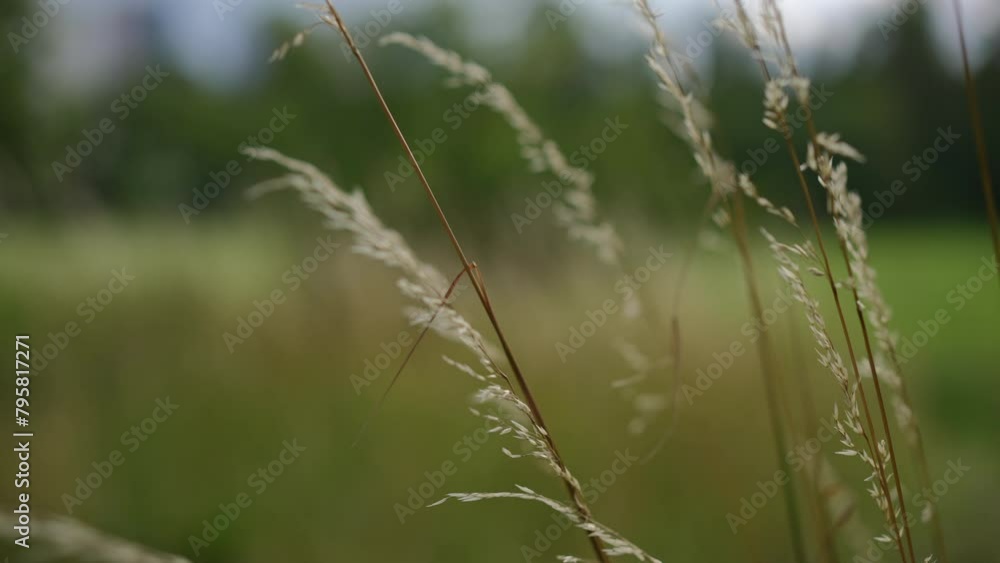 Close-up of yellowing meadow grass outdoors on a hot summer day Close-up of yellowing meadow grass outdoors on a hot summer day