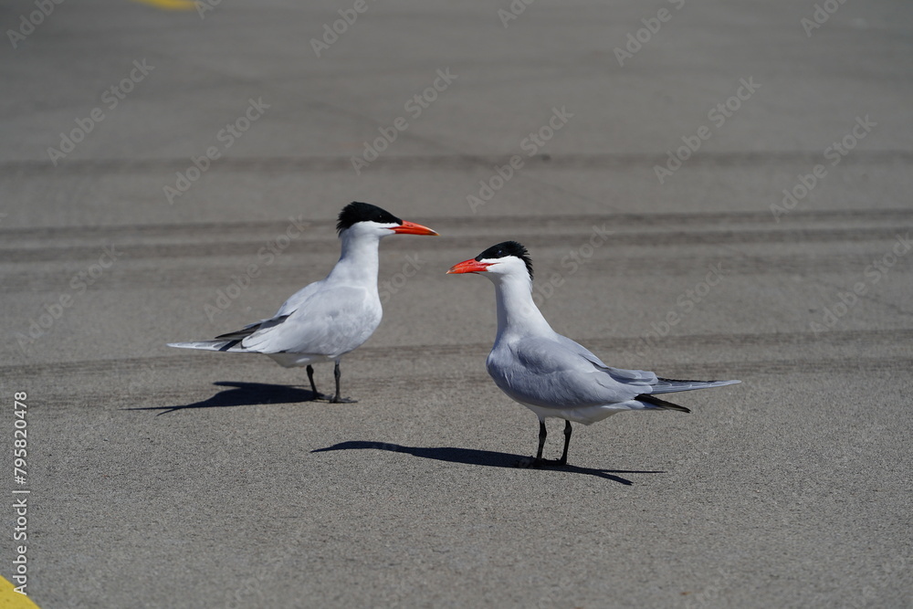 Two Hydroprogne Caspia Caspian Tern birds hanging out on a parking lot basking in the sun. Two Hydroprogne Caspia Caspian Tern birds hanging out on a parking lot basking in the sun.