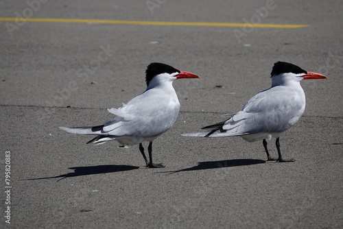 Two Hydroprogne Caspia Caspian Tern birds hanging out on a parking lot basking in the sun.