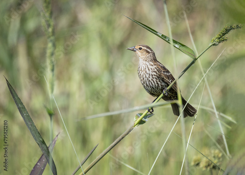 Female Red-wing Blackbird at the Stick Marsh in Florida.