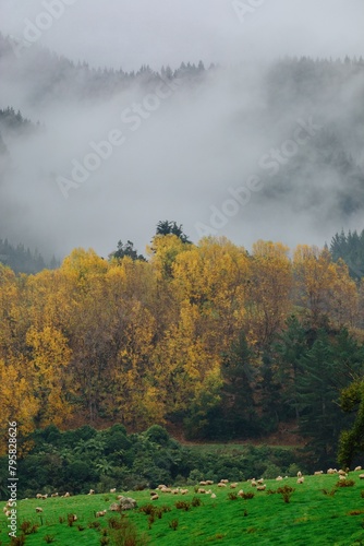 Yellow trees on a farm in the autumn time. There are misty mountains in the background. Kakatahi  Whanganui  Manawat  -Whanganui  New Zealand.