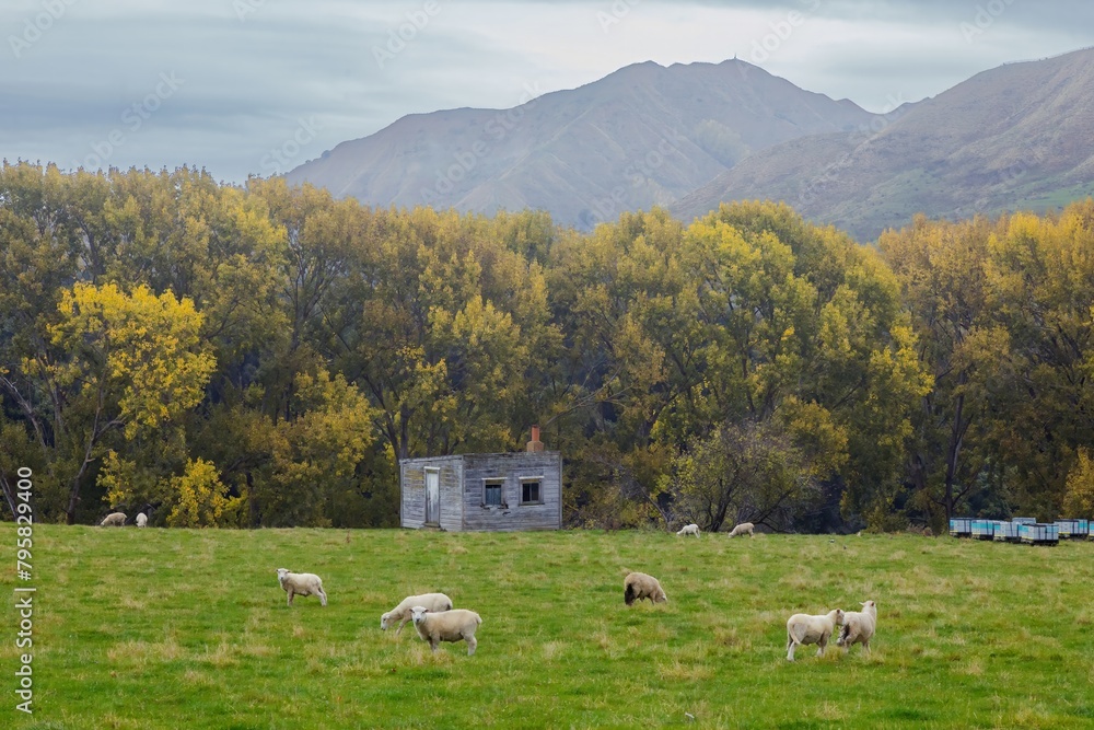 Abandoned farm house and autumn trees. In the foregroun there are sheep grazing. Kakatahi, Whanganui, Manawatū-Whanganui, New Zealand.