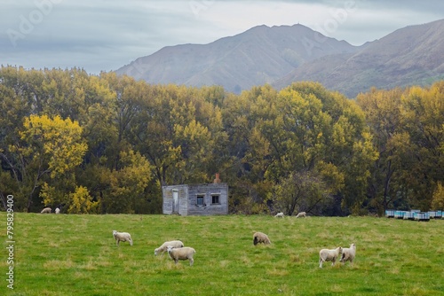 Abandoned farm house and autumn trees. In the foregroun there are sheep grazing. Kakatahi, Whanganui, Manawatū-Whanganui, New Zealand.