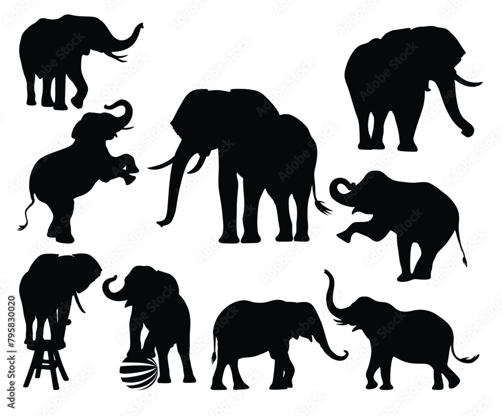 Fototapeta premium elephant