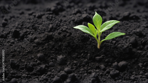 Young green plant growing out of black soil, cut out ULTRA HD 8K