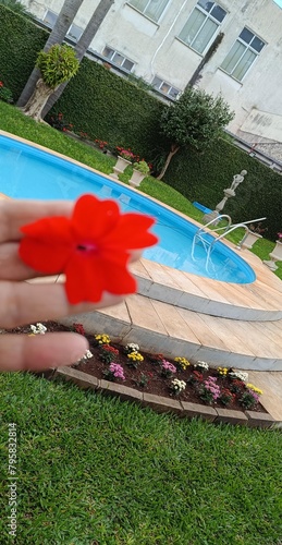Billede på lærred Detalhe da flor na mao e piscina no fundo