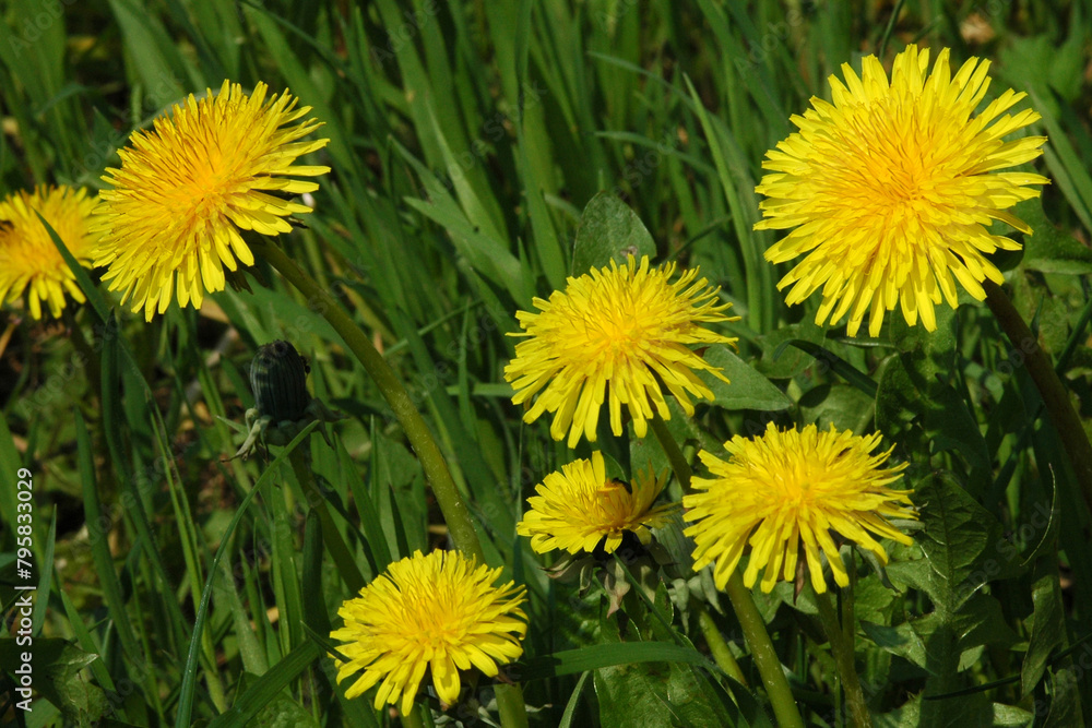 A dandelion stands tall in a sun-kissed meadow, its delicate seeds ready to dance with the breeze, a symbol of resilience and beauty A dandelion stands tall in a sun-kissed meadow, its delicate seeds ready to dance with the breeze, a symbol of resilience and beauty