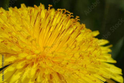 A solitary dandelion stands tall in a sun-kissed meadow  its delicate seeds ready to dance with the breeze  painting the landscape with whimsical charm.