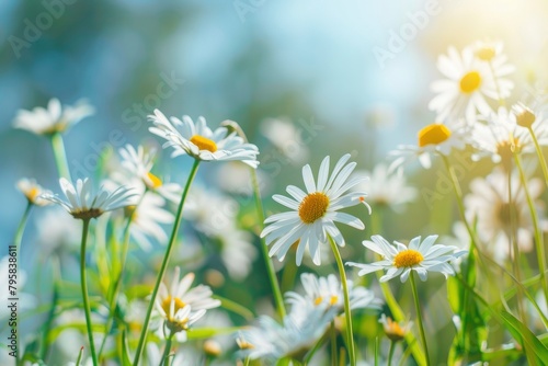 A beautiful  sun-drenched spring summer meadow. Natural colorful panoramic landscape with many wild flowers of daisies against blue sky. A frame with soft selective focus - generative ai