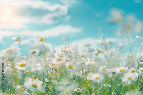 A beautiful, sun-drenched spring summer meadow. Natural colorful panoramic landscape with many wild flowers of daisies against blue sky. A frame with soft selective focus - generative ai © Nia™