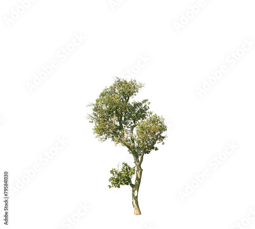 tree with green leaf on white background