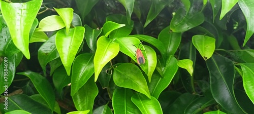 Linchen moth on banyan leaves photo