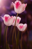 Biało różowe tulipany, wiosenne kwiaty