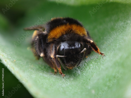 Close-up of a buff-tailed bumble bee (Bombus terrestris) queen resting on a mullein leaf photo