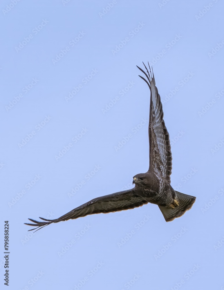 Obraz premium Buzzard