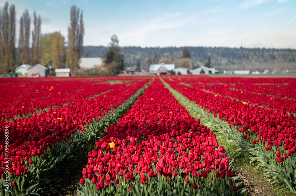 Colorful tulip fields blooming in the Skagit Valley of western Washington State. The Skagit Valley Tulip Festival is the largest festival in Northwest Washington State and the largest in the USA.