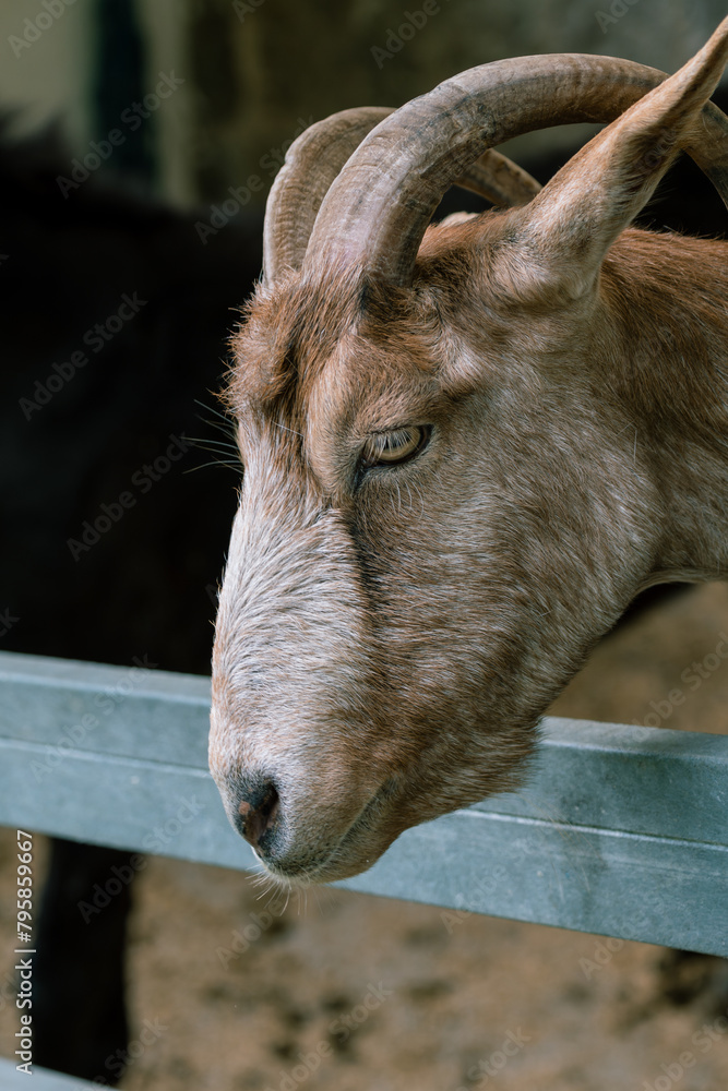 Fototapeta premium Close-up of a brown goat's face as it enjoys a carrot, showing a moment of farmyard delight