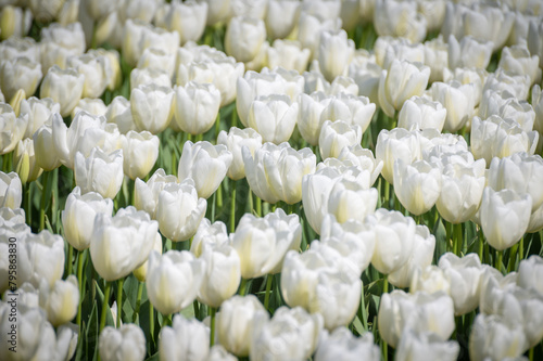 Beautiful Springtime White Tulip Field. Closeup of emerging white blossoms seen in the Skagit Valley of northwest Washington state.