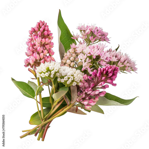 bouquet of flowers asclepias syriaca isolated on white background photo