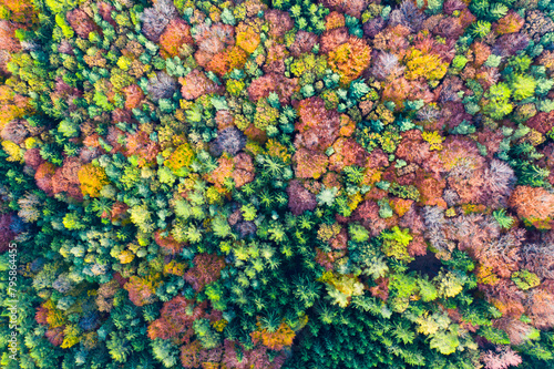 View from the heights of the colorful autumn forest. High quality photo photo