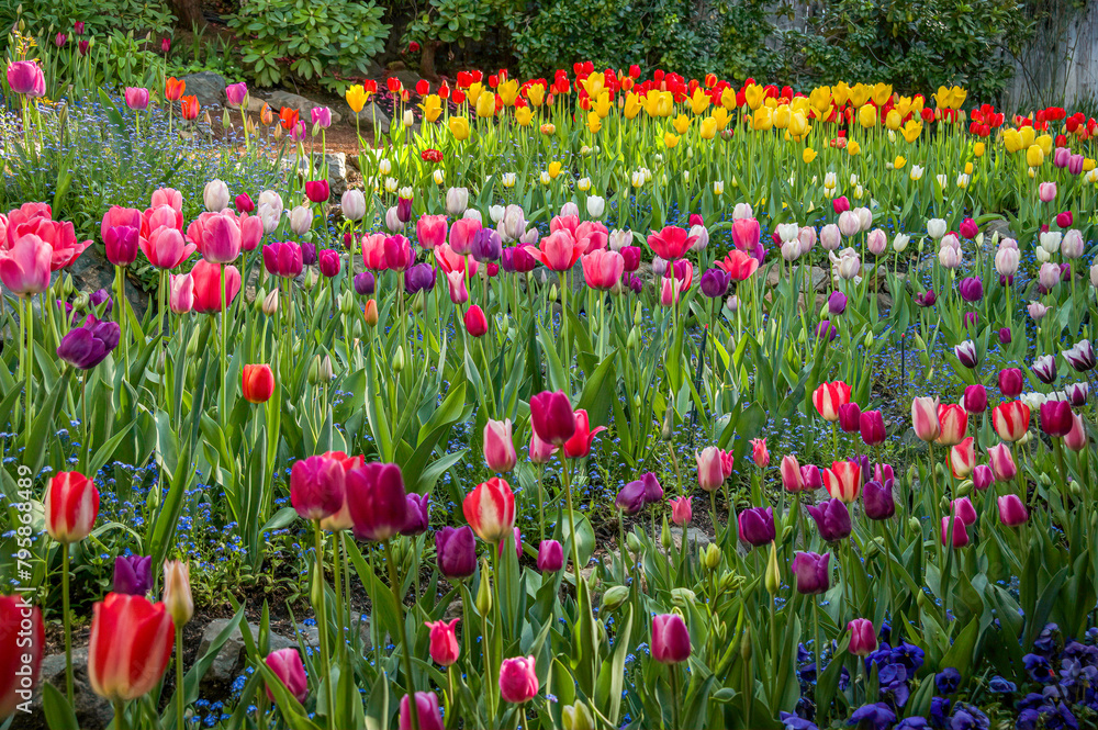 A colorful garden bed filled with pink, purple, red and yellow tulips in the spring. A colorful garden bed filled with pink, purple, red and yellow tulips in the spring.