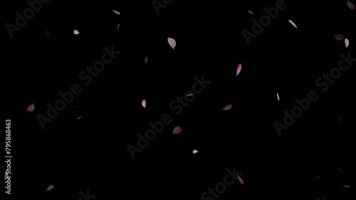 Cherry blossom petals falling down video animation, cherry blossom petals falling slow-motion from right top,
 motion particle, Pink plum blossom flower petals falling on black background, photo