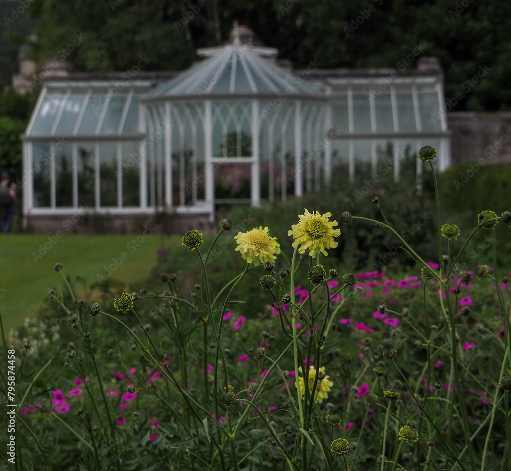 Cephalaria Gigantea flowers bloom in a formal garden with a lawn and greenhouse in the background. 