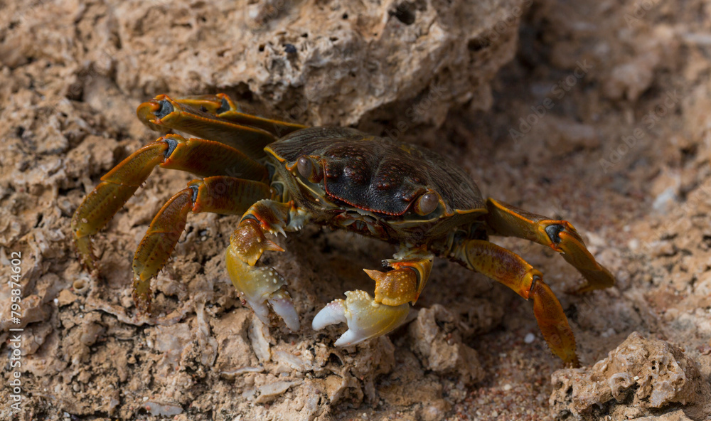 Grapsus albolineatus is a species of decapod crustacean in the family Grapsidae. Crab, on a reef rock. Fauna of the Sinai Peninsula. Grapsus albolineatus is a species of decapod crustacean in the family Grapsidae. Crab, on a reef rock. Fauna of the Sinai Peninsula.
